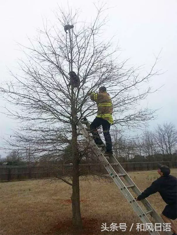 跟貓在一起生活久了,這些狗都認為自己是貓了