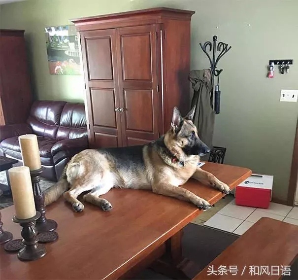 跟貓在一起生活久了,這些狗都認為自己是貓了