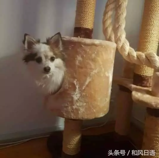 跟貓在一起生活久了,這些狗都認為自己是貓了