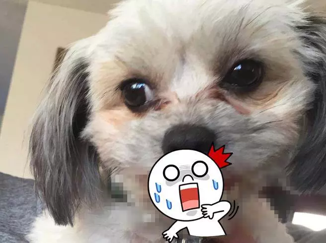 愛犬示範超標準「正確微笑」 露牙齦風格讓人笑到哭!