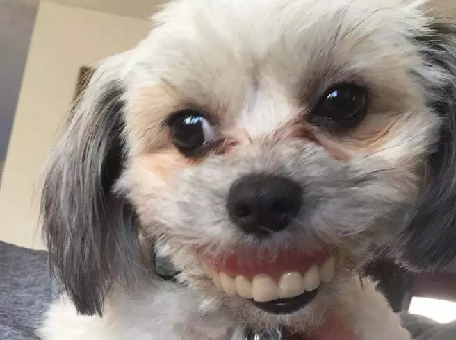 愛犬示範超標準「正確微笑」 露牙齦風格讓人笑到哭!