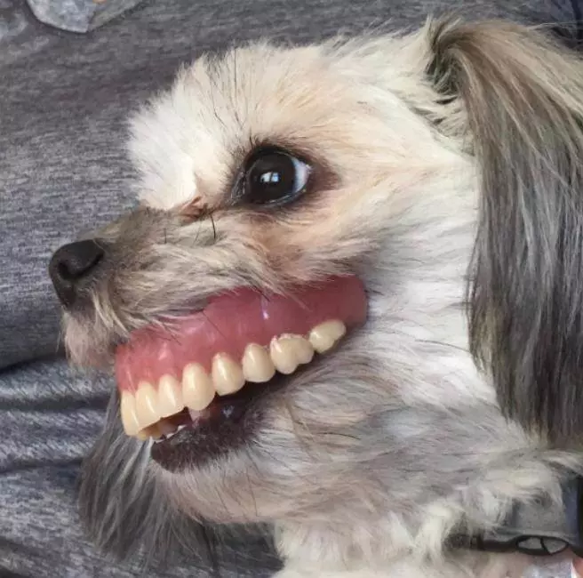 愛犬示範超標準「正確微笑」 露牙齦風格讓人笑到哭!