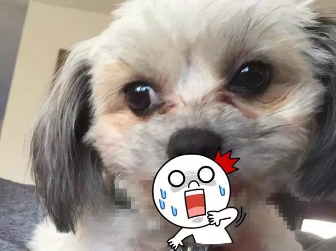 罕見對決!雨傘節肚破驚見赤尾青竹絲