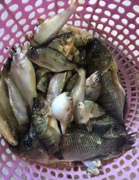 罕見對決!雨傘節肚破驚見赤尾青竹絲