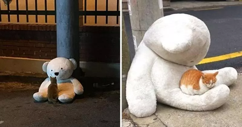 好大膽子!奴才「偷放河豚」在主子頭上 下秒「表情凹嘟嘟」網笑:根本撞臉河豚