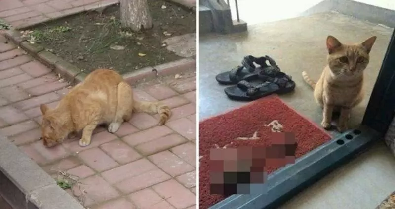 好大膽子!奴才「偷放河豚」在主子頭上 下秒「表情凹嘟嘟」網笑:根本撞臉河豚