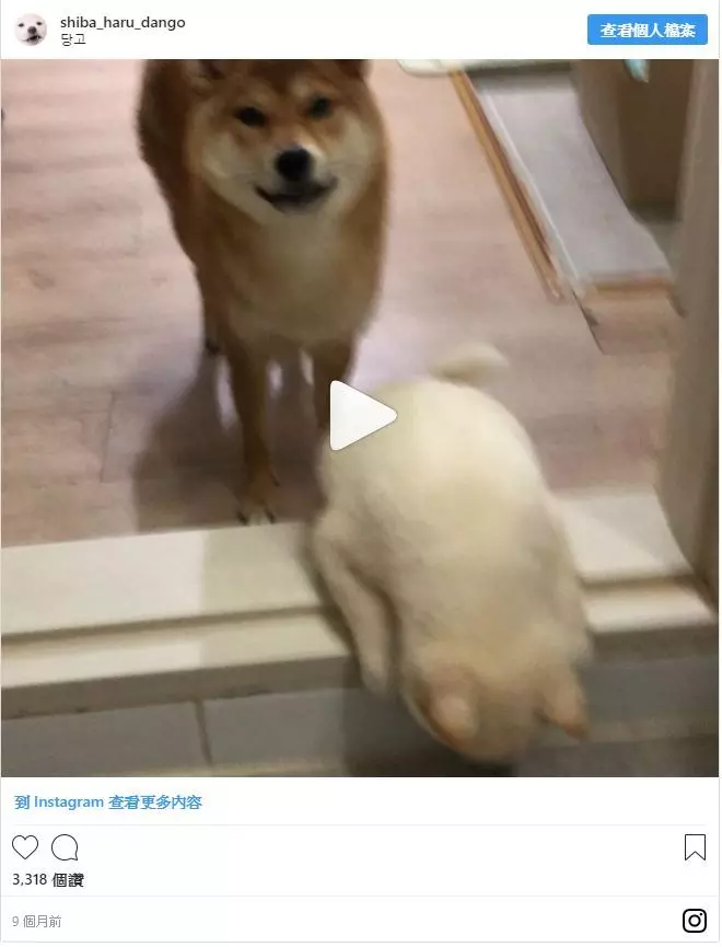 姐姐1秒輕鬆跳過！小白柴「用力一蹬」慘摔　短腿趴門檻哭哭：為什摸過不去QQ