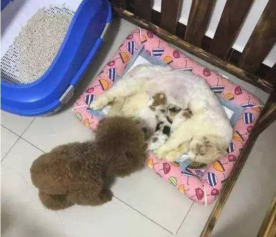 泰迪耍賴非要養只小奶貓,主人無奈答應,晚上看到這一幕好溫馨