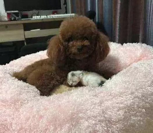 泰迪耍賴非要養只小奶貓,主人無奈答應,晚上看到這一幕好溫馨
