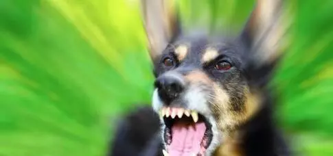 日本除掉了狂犬病,60年無一例,有一做法卻讓愛狗人士受不了