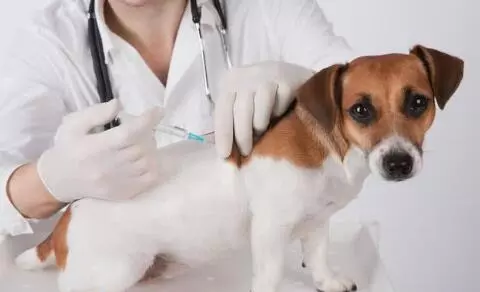 日本除掉了狂犬病,60年無一例,有一做法卻讓愛狗人士受不了