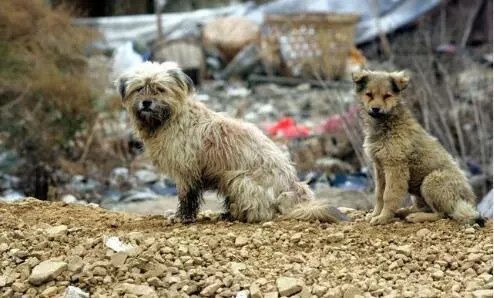 日本除掉了狂犬病,60年無一例,有一做法卻讓愛狗人士受不了