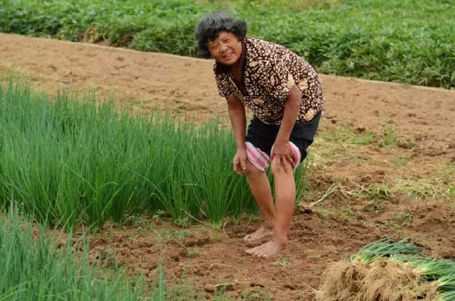母親給哥哥送山參被嫂子請出門,哥哥給倆麵包,母親回家後哭了