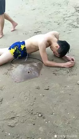 游泳遭魔鬼魚尾刺勾下體 網友看到畫面後忍不住為男子喊疼