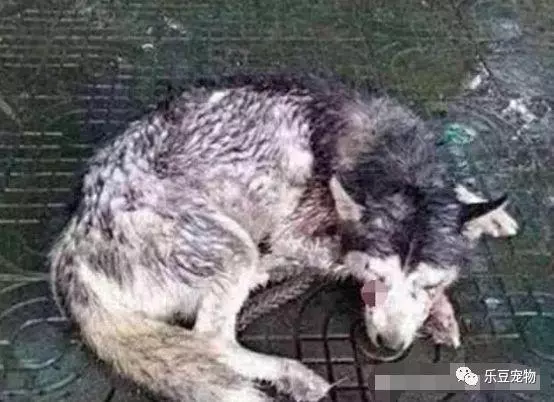 一隻口鼻流血的哈士奇,在暴雨中蜷縮在路邊,它真的好無助……