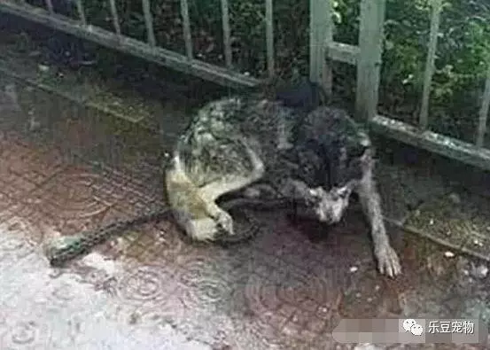 一隻口鼻流血的哈士奇,在暴雨中蜷縮在路邊,它真的好無助……