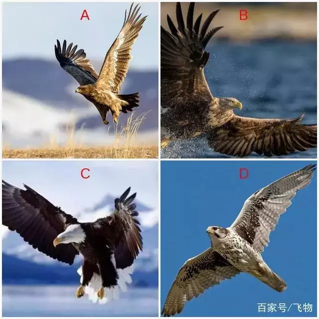 心理學:哪只雄鷹最讓你震撼?測你什麼時候才能遇見幸福!