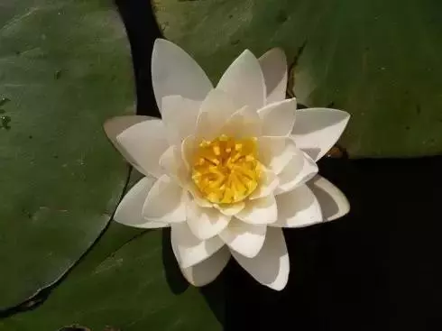 南懷瑾大師:僅僅四句話,可對治一切苦難!