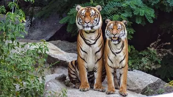 飼育員休假回來被4隻小狼飛撲,狼孩們嗚嗚哭喊:馬麻你終於回來了!