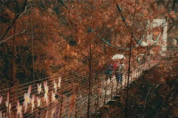 台灣南投「坪瀨琉璃光之橋」登上英國報紙,一流賞楓景點曝光!