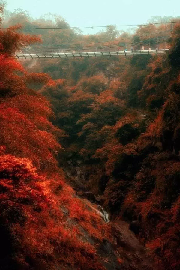 台灣南投「坪瀨琉璃光之橋」登上英國報紙,一流賞楓景點曝光!