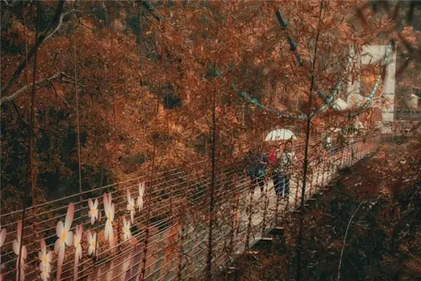 台灣南投「坪瀨琉璃光之橋」登上英國報紙,一流賞楓景點曝光!