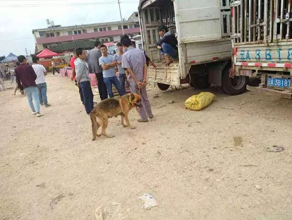 無法生育的德牧,被送到狗市當肉狗,賣300元還嫌狗太瘦