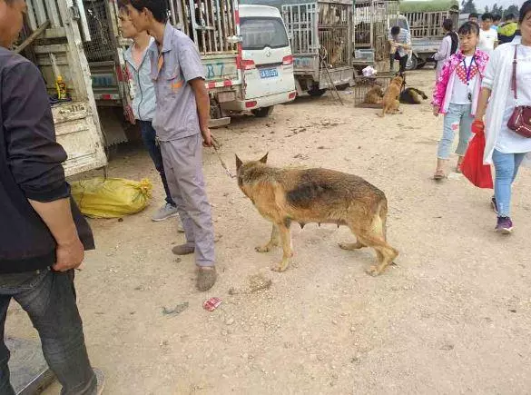 無法生育的德牧,被送到狗市當肉狗,賣300元還嫌狗太瘦