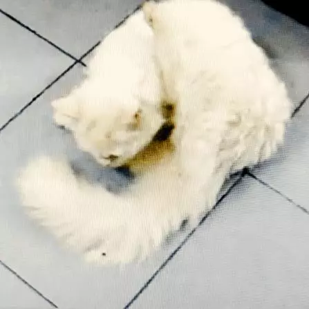 貓咪的叫聲,竟然是為人類專門設計的