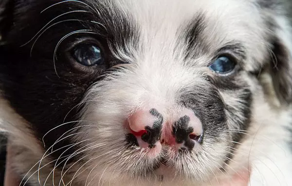 英國一邊牧犬天生2個鼻子卻深得主人寵愛