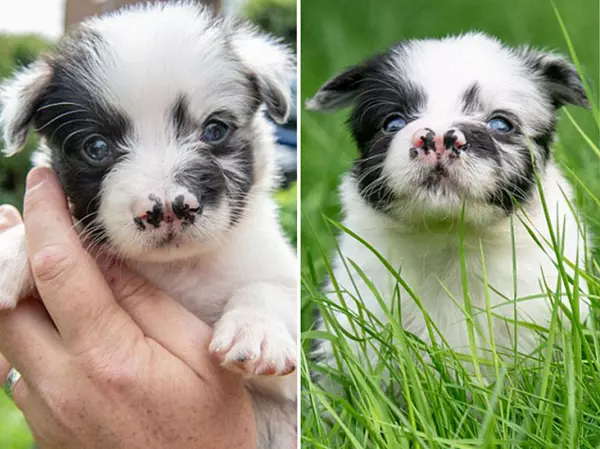 英國一邊牧犬天生2個鼻子卻深得主人寵愛