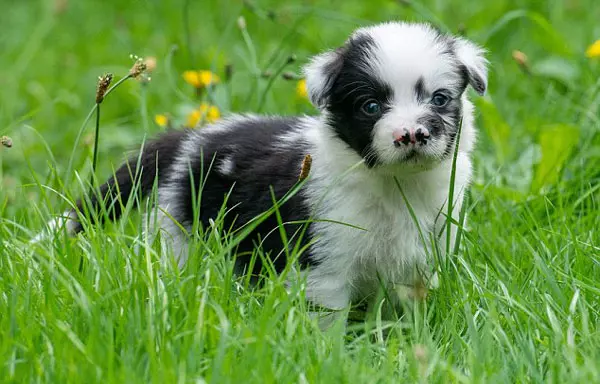 英國一邊牧犬天生2個鼻子卻深得主人寵愛