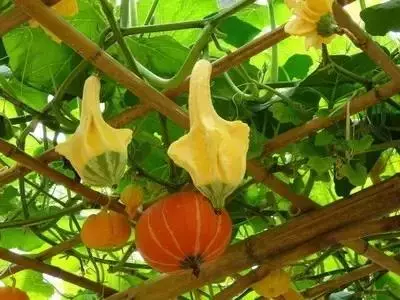 種菜、種菜、種菜!複雜的種菜模式,實際沒有想像的那麼困難