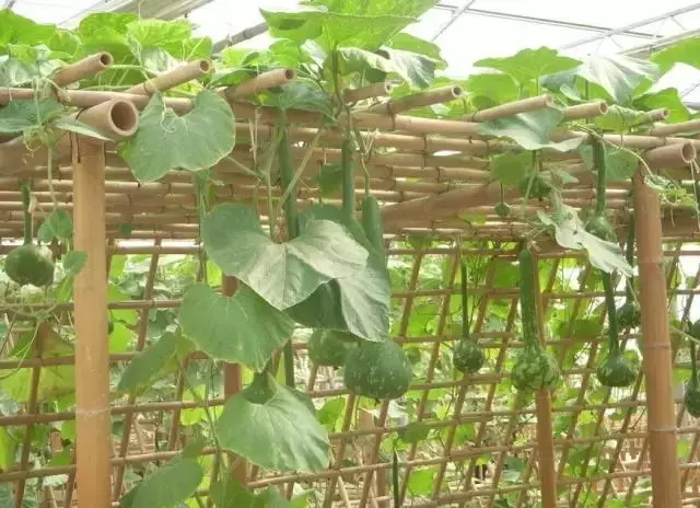 種菜、種菜、種菜!複雜的種菜模式,實際沒有想像的那麼困難