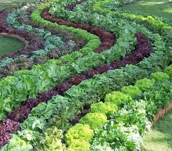 種菜、種菜、種菜!複雜的種菜模式,實際沒有想像的那麼困難