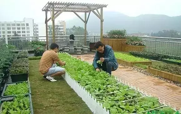 種菜、種菜、種菜!複雜的種菜模式,實際沒有想像的那麼困難