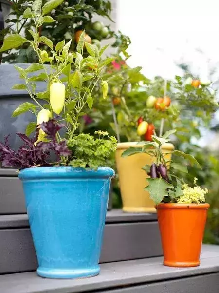 種菜、種菜、種菜!複雜的種菜模式,實際沒有想像的那麼困難