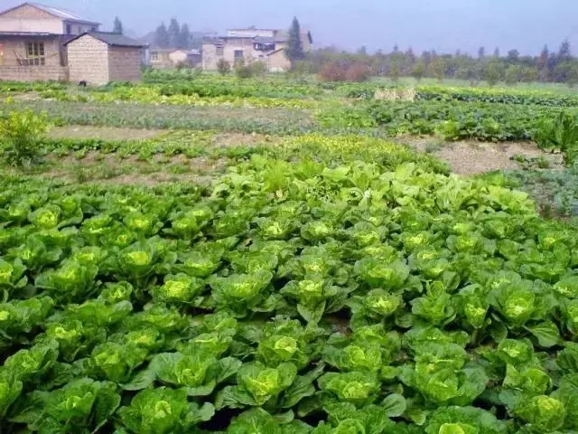 種菜、種菜、種菜!複雜的種菜模式,實際沒有想像的那麼困難