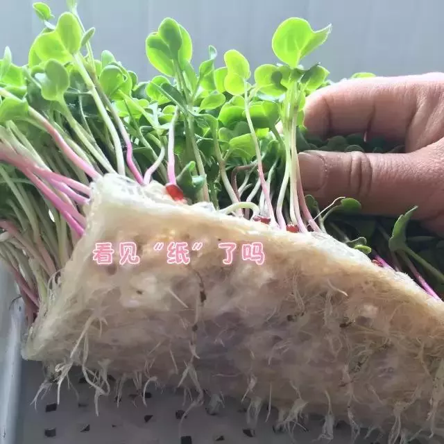 種菜、種菜、種菜!複雜的種菜模式,實際沒有想像的那麼困難