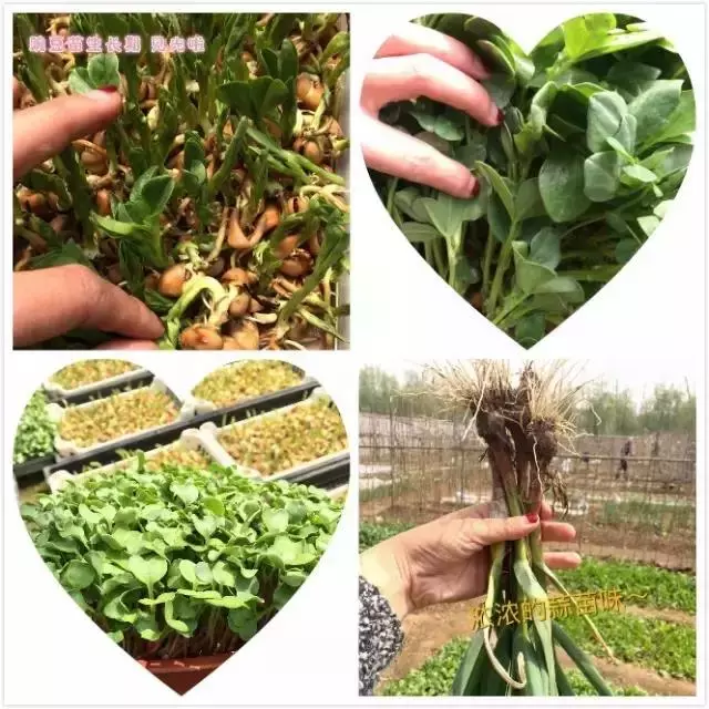 種菜、種菜、種菜!複雜的種菜模式,實際沒有想像的那麼困難