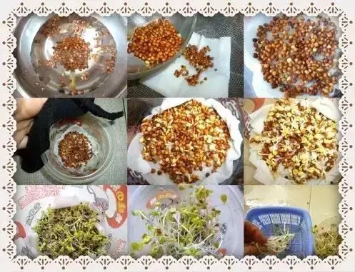 種菜、種菜、種菜!複雜的種菜模式,實際沒有想像的那麼困難