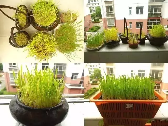 種菜、種菜、種菜!複雜的種菜模式,實際沒有想像的那麼困難