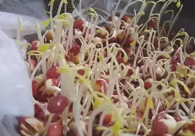 種菜、種菜、種菜!複雜的種菜模式,實際沒有想像的那麼困難
