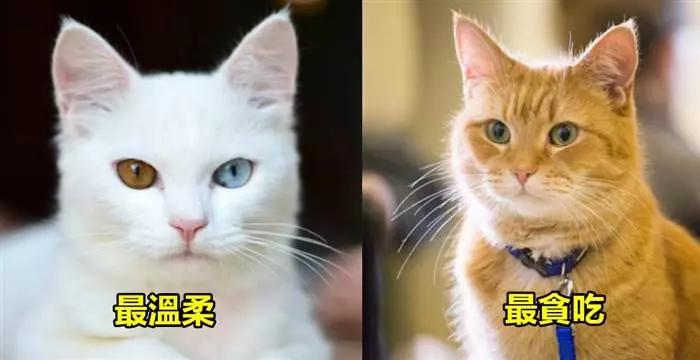貓咪的毛色真的會影響到個性嗎?