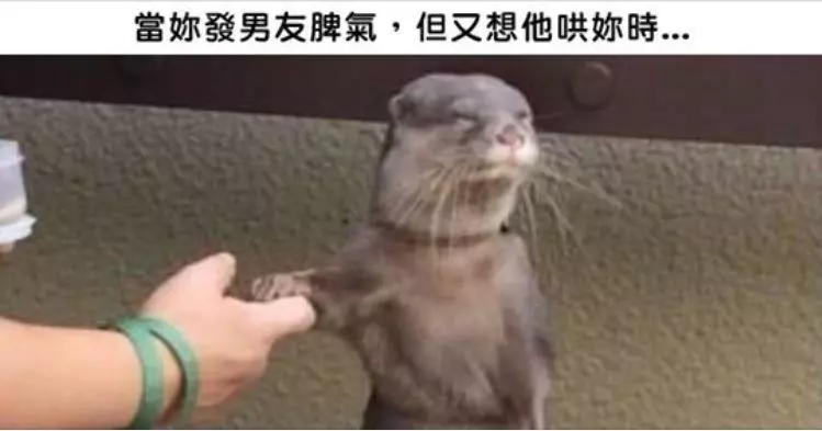 22張「表情超有戲的動物被加上惡搞旁白變得更爆笑」的圖片。