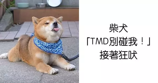 插畫家神分析16種狗狗的「最欠揍特質」 黃金獵犬飼主:中肯到爆