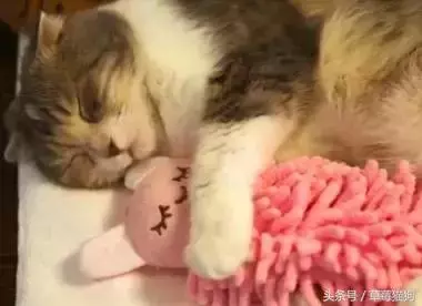 這是我的娃娃!小貓咪「一定要抱玩偶」才能睡 網笑:以為自己是寶寶