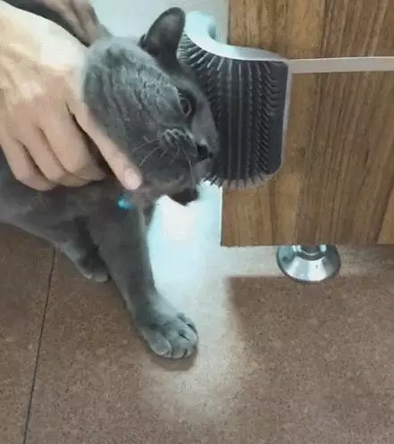 主人:這是錢啊,你給我蹭!貓:忍你好久!讓你嘗嘗我爪子的滋味