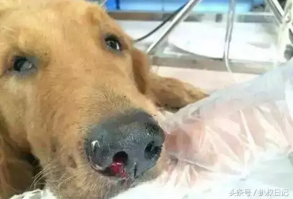 主人送金毛一窩小雞仔,狗子開心極了,5天後卻委屈的想哭