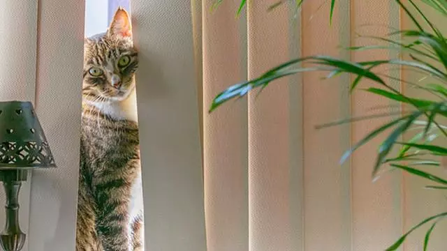 貓會吃醋嗎?貓主子:你敢試試看